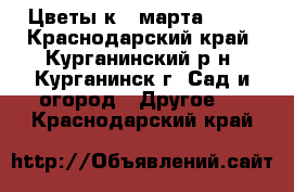 Цветы к 8 марта!!!!  - Краснодарский край, Курганинский р-н, Курганинск г. Сад и огород » Другое   . Краснодарский край